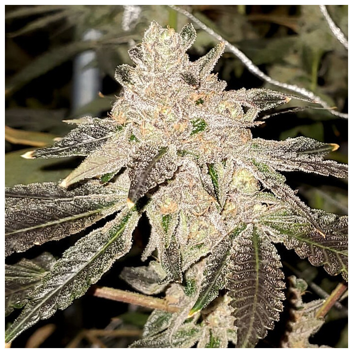Semillas de marihuana feminizadas Gelato Sundae de Elev8