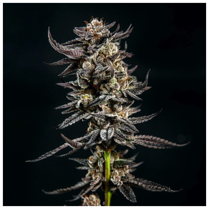 Semillas de marihuana feminizadas Gelatomo de Elev8