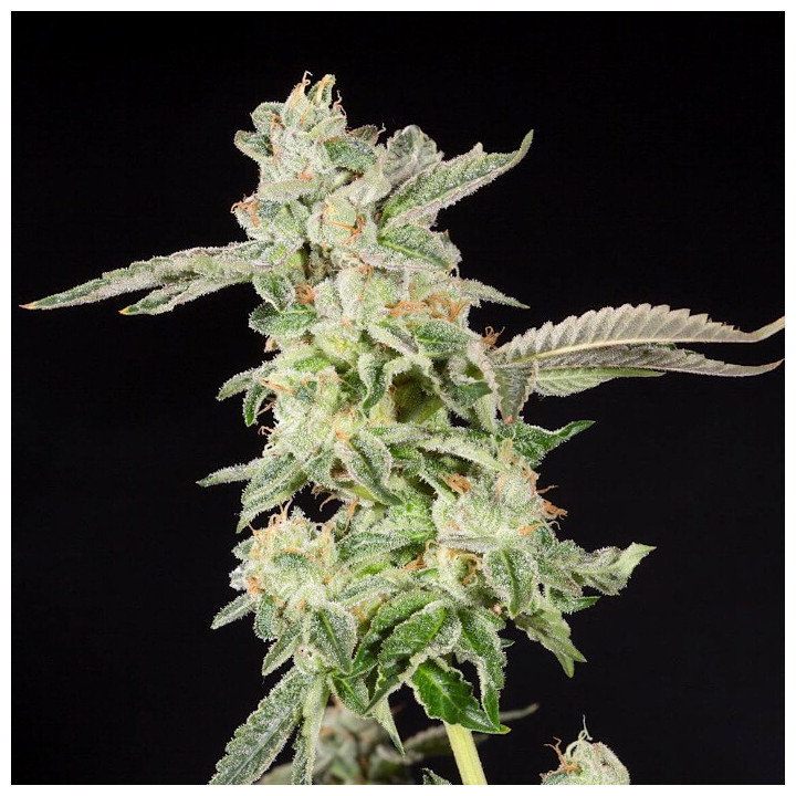Semillas de marihuana feminizadas Giscotti de Elev8