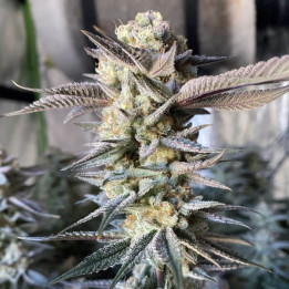 Semillas de marihuana feminizadas Huckleberry Punch de Elev8