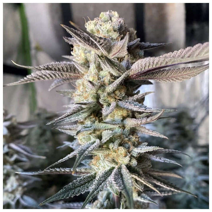 Semillas de marihuana feminizadas Huckleberry Punch de Elev8