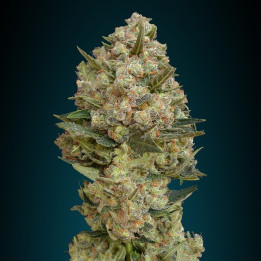 Critical (Advanced Seeds)