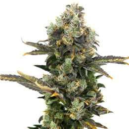 Semillas de marihuana feminizadas King Cone de Elev8