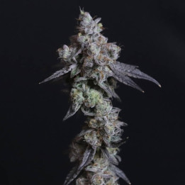 Semillas de marihuana feminizadas Lady Kush de Elev8