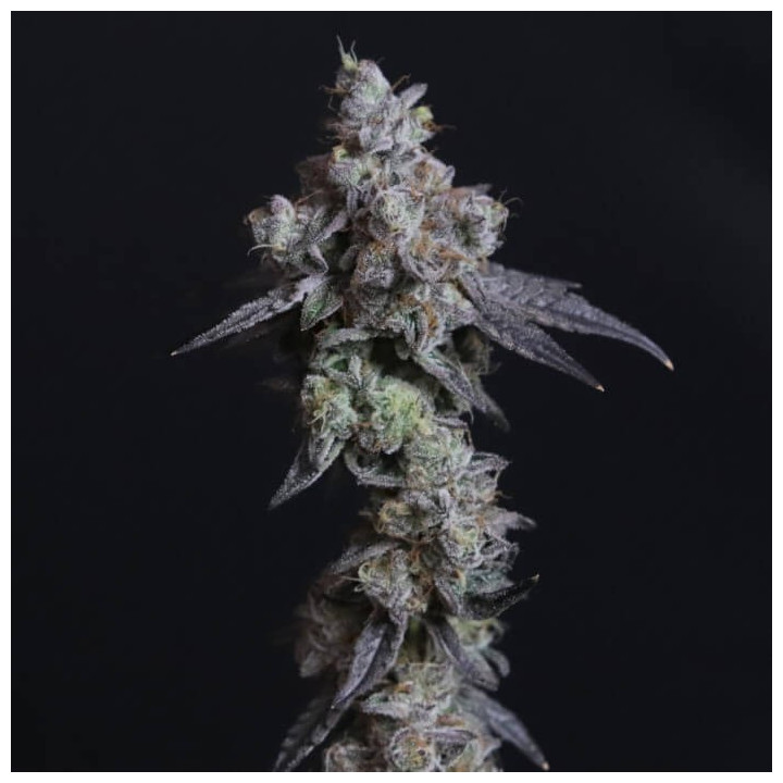 Semillas de marihuana feminizadas Lady Kush de Elev8