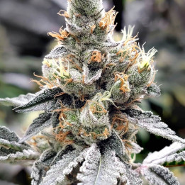 Semillas de marihuana feminizadas Megasonic de Elev8