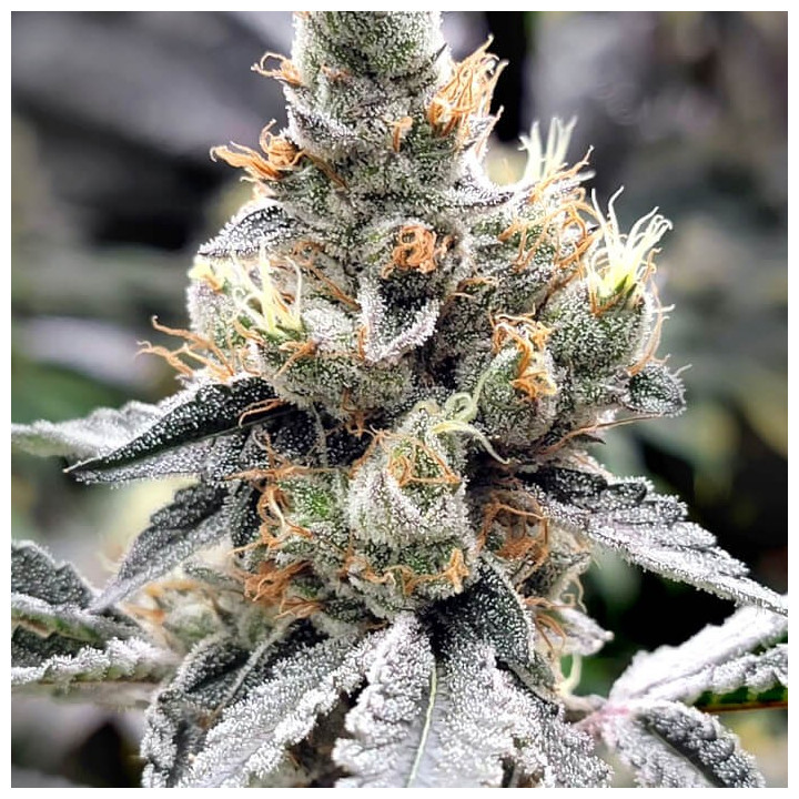Semillas de marihuana feminizadas Megasonic de Elev8