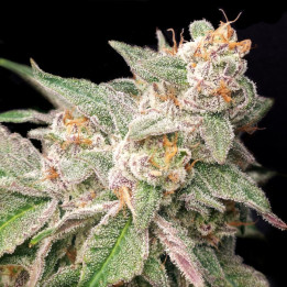 Semillas de marihuana feminizadas Mystery Made 2 de Elev8