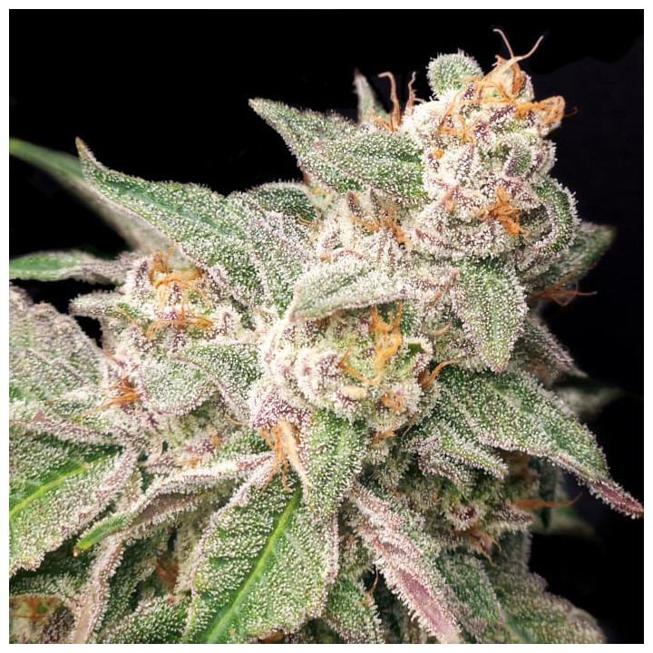Semillas de marihuana feminizadas Mystery Made 2 de Elev8