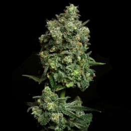 Semillas de marihuana feminizadas Oregon Apple Trail de Elev8