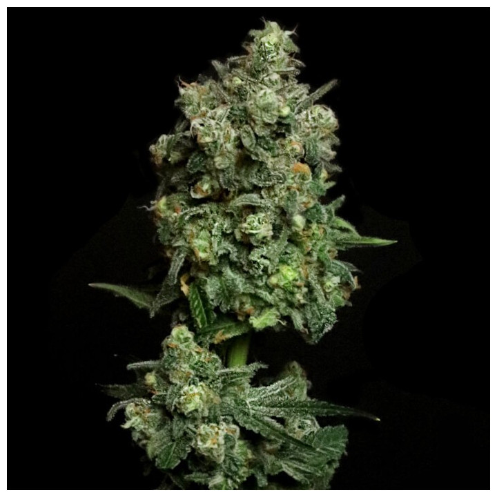 Semillas de marihuana feminizadas Oregon Apple Trail de Elev8