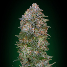 Critical Soma (Advanced Seeds)