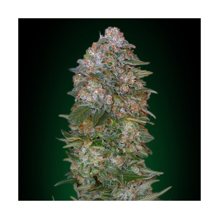 Critical Soma (Advanced Seeds)