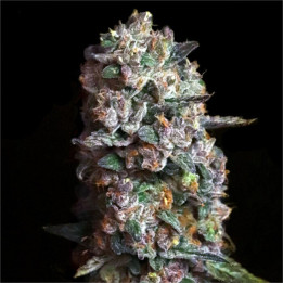 Semillas de marihuana feminizadas Pink Slurpee de Elev8