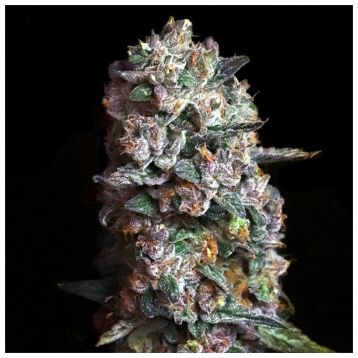 Semillas de marihuana feminizadas Pink Slurpee de Elev8