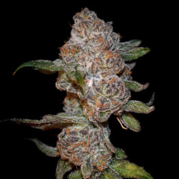 Semillas de marihuana feminizadas Punch Drunk Ape de Elev8