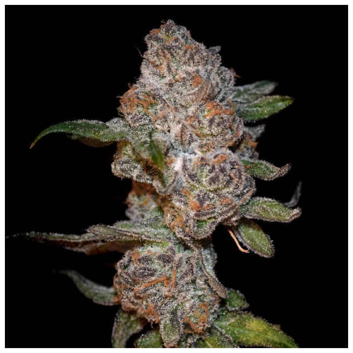 Semillas de marihuana feminizadas Punch Drunk Ape de Elev8