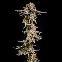 Semillas de marihuana feminizadas Purple Cherry Popper Ape de Elev8