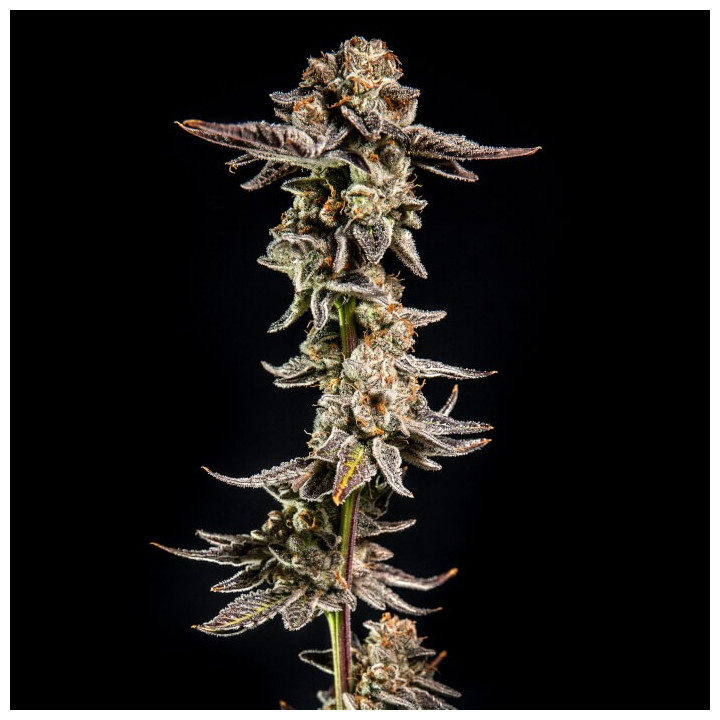 Semillas de marihuana feminizadas Purple Cherry Popper Ape de Elev8