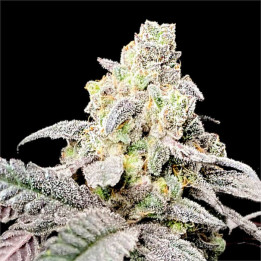 Semillas de marihuana feminizadas Purple Cherry Ripple Ape de Elev8