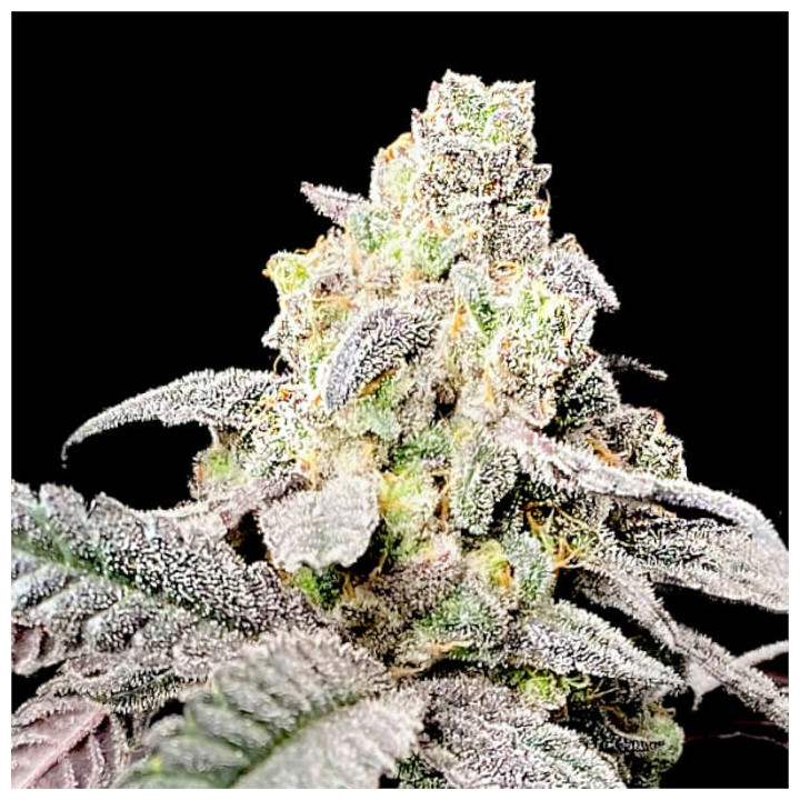 Semillas de marihuana feminizadas Purple Cherry Ripple Ape de Elev8