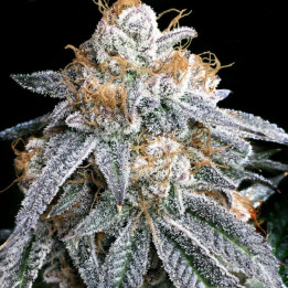 Semillas de marihuana feminizadas Purple Punch S1 Ape de Elev8