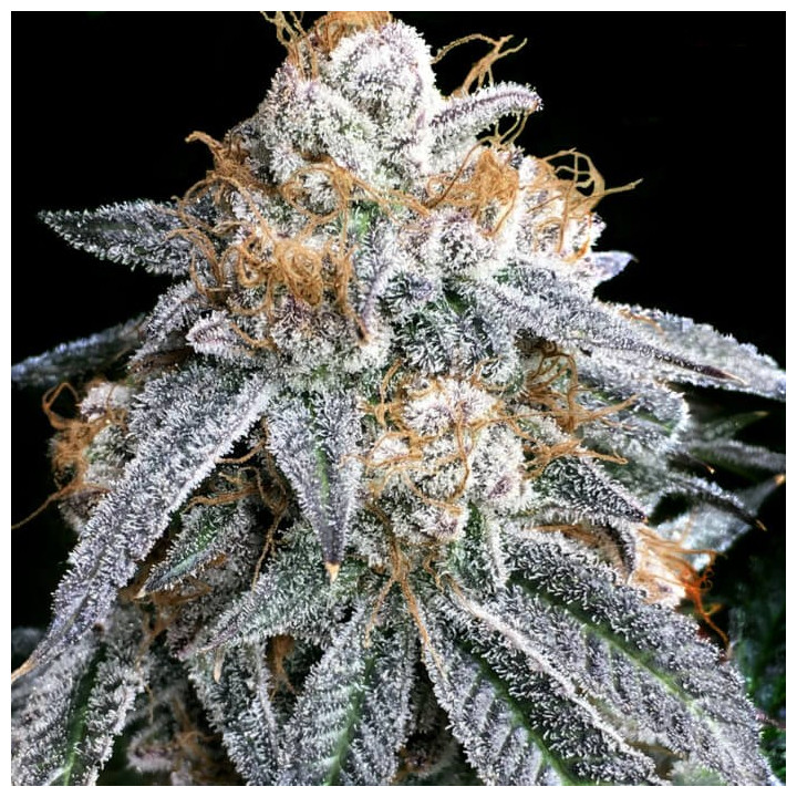 Semillas de marihuana feminizadas Purple Punch S1 Ape de Elev8