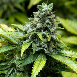 Early Widow (Advanced Seeds)