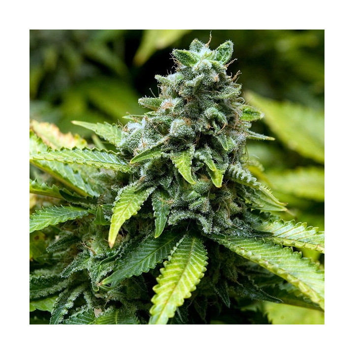 Early Widow (Advanced Seeds)