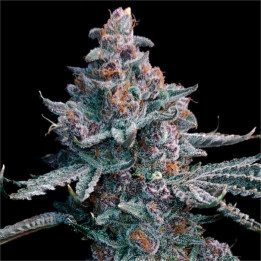 Semillas de marihuana feminizadas Runtz of Eden de Elev8