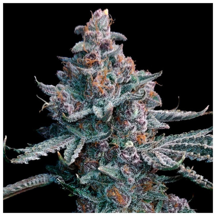 Semillas de marihuana feminizadas Runtz of Eden de Elev8