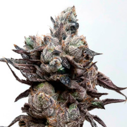 Semillas de marihuana feminizadas Runtz S1 de Elev8