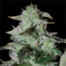 Semillas de marihuana feminizadas Sherbet Cake de Elev8