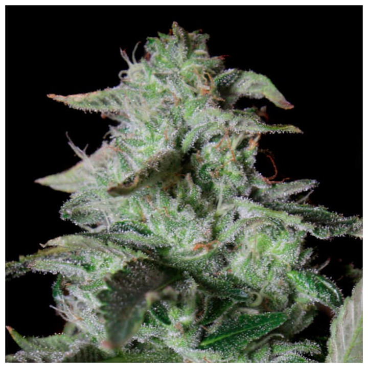 Semillas de marihuana feminizadas Sherbet Cake de Elev8