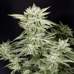 Semillas de marihuana feminizadas Sherbet de Elev8