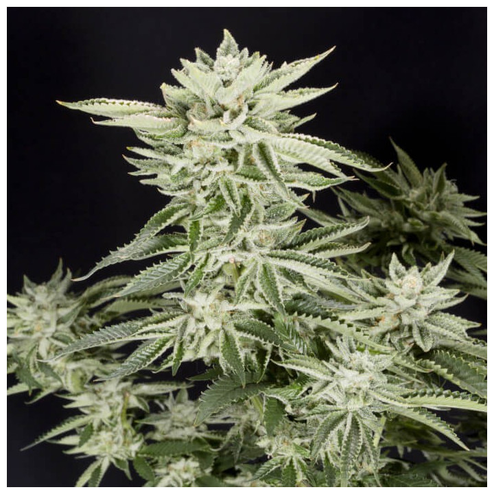 Semillas de marihuana feminizadas Sherbet de Elev8