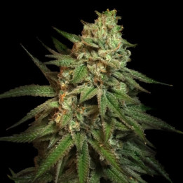 Semillas de marihuana feminizadas Snoop's Applefrizzle de Elev8
