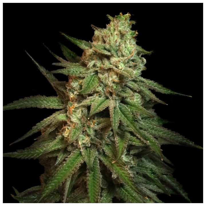 Semillas de marihuana feminizadas Snoop's Applefrizzle de Elev8