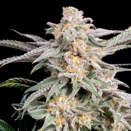 Semillas de marihuana feminizadas Snoop's Punch de Elev8