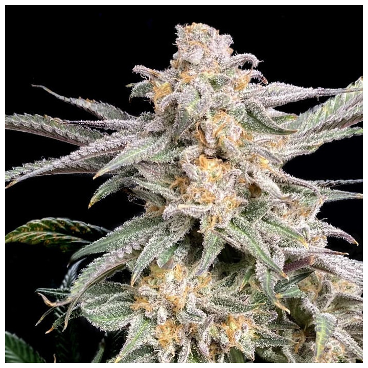 Semillas de marihuana feminizadas Snoop's Punch de Elev8
