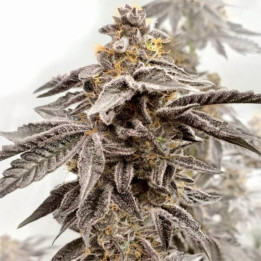 Semillas de marihuana feminizadas Sour Apple Kiss de Elev8