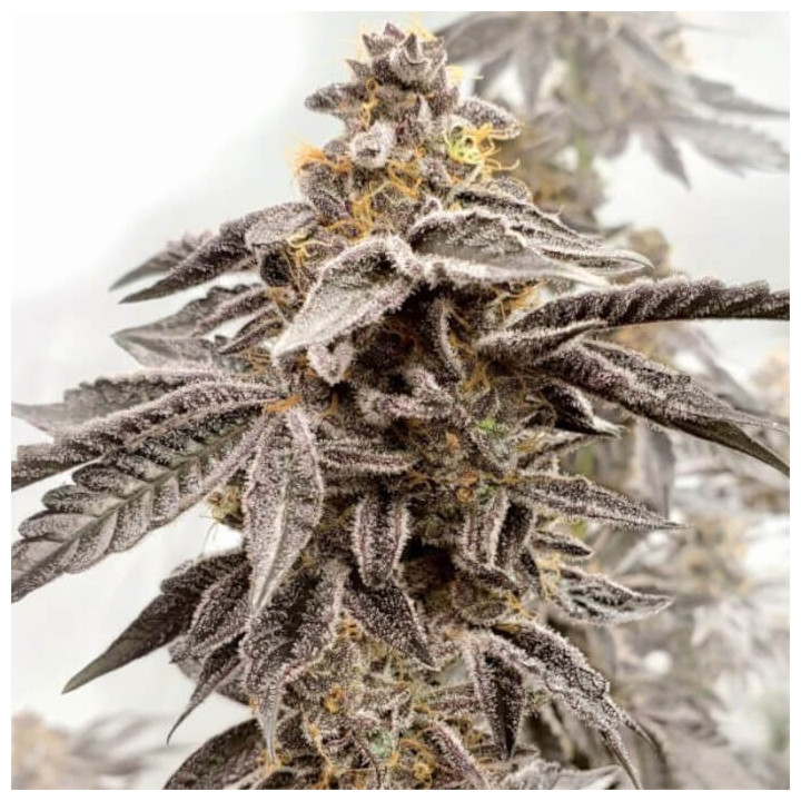 Semillas de marihuana feminizadas Sour Apple Kiss de Elev8