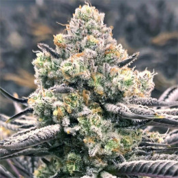 Semillas de marihuana feminizadas Sour Grape Punch de Elev8