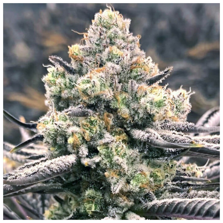 Semillas de marihuana feminizadas Sour Grape Punch de Elev8