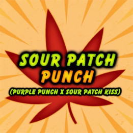 Semillas de marihuana feminizadas Sour Patch Punch de Elev8