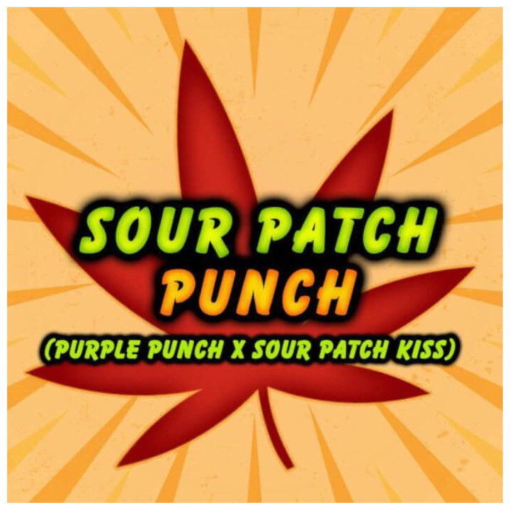 Semillas de marihuana feminizadas Sour Patch Punch de Elev8