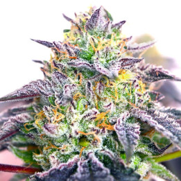Semillas de marihuana feminizadas Spicy Guava de Elev8