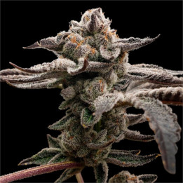 Semillas de marihuana feminizadas Tangie Candie de Elev8