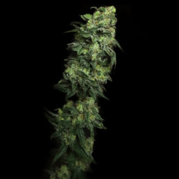 Semillas de marihuana feminizadas White Serpent de Elev8