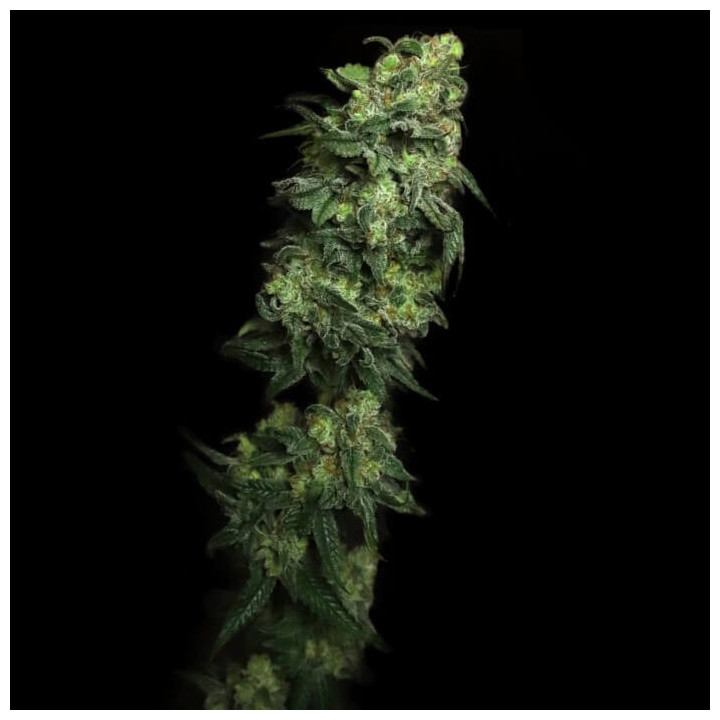 Semillas de marihuana feminizadas White Serpent de Elev8